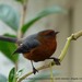 Rufous-browed Conebill - Photo (c) Fundación Dodo Colombia, some rights reserved (CC BY-NC)
