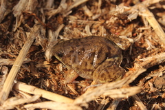 Hemisus marmoratus