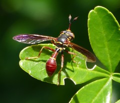 Monoceromyia floridensis