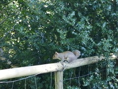 Sciurus carolinensis