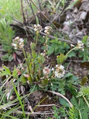 Arabis hirsuta