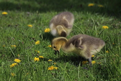 Branta canadensis