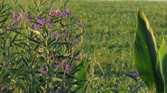 Solanum glaucophyllum