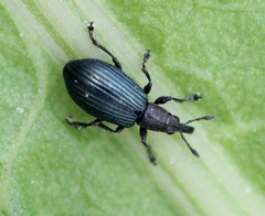 Perapion hydrolapathi