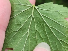 Ribes americanum, photograph (c) Summit Metro Parks, some rights reserved (CC BY)