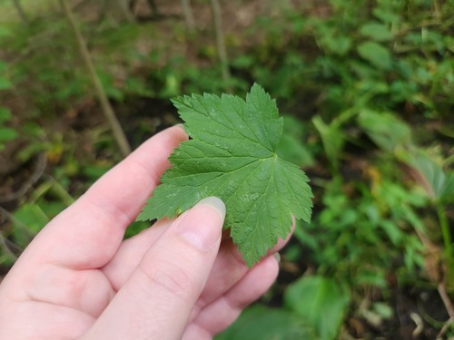 Ribes americanum, photograph 6
