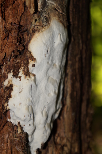 Fomitopsis serrata · iNaturalist