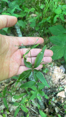 Galium lanceolatum, photograph (c) Peter Quakenbush, some rights reserved (CC BY)