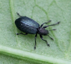 Perapion hydrolapathi