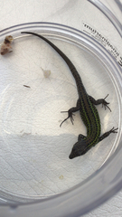 Podarcis carbonelli carbonelli