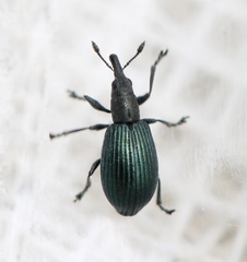 Perapion hydrolapathi