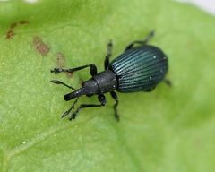 Perapion hydrolapathi