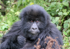 Gorilla beringei