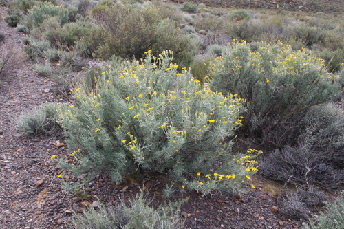 Othonna spinescens