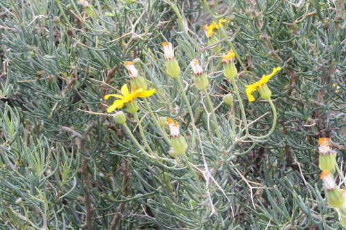 Othonna spinescens
