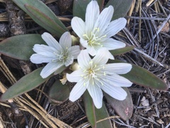 Lewisia brachycalyx