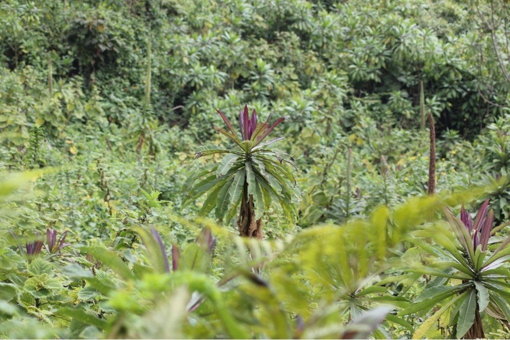 Lobelia giberroa from Musanze, Rwanda on August 10, 2013 by bogmyrtle ...