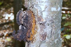 Inonotus obliquus sterilis