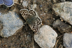 Pyrgus melotis