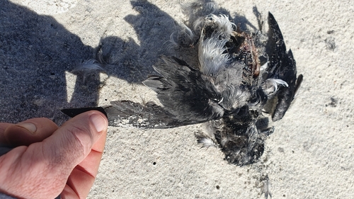 iNaturalist image