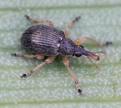 Pseudapion rufirostre