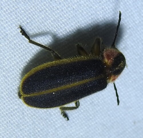 Pilose Checkered Beetle photo 3