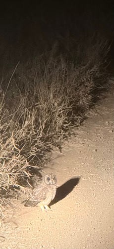 iNaturalist image