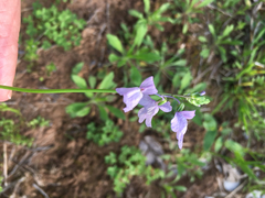 Nuttallanthus texanus