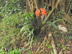 Clivia miniata miniata