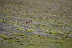 Equus kiang