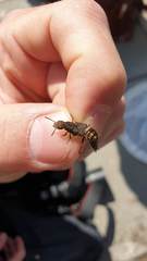 Dinothenarus pubescens