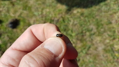 Acrossus luridus