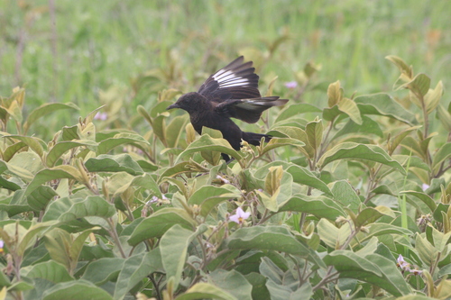 Anteater Chat (Myrmecocichla aethiops), photo 3