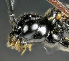 Taxonus rufocinctus