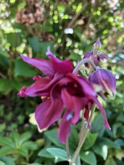 Aquilegia vulgaris