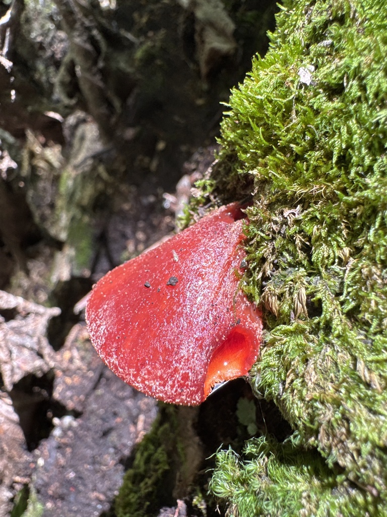 Fistulina americana · July 2026 · photo: Photo: (c) Jacob Malcom, some rights reserved (CC BY-SA) · iNaturalist