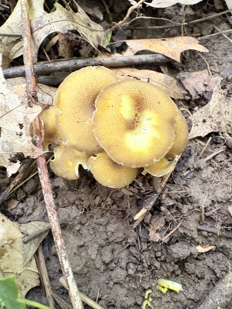 clustered waxcap · July 2026 · photo: Photo: (c) Emily Franzen, some rights reserved (CC BY) · iNaturalist