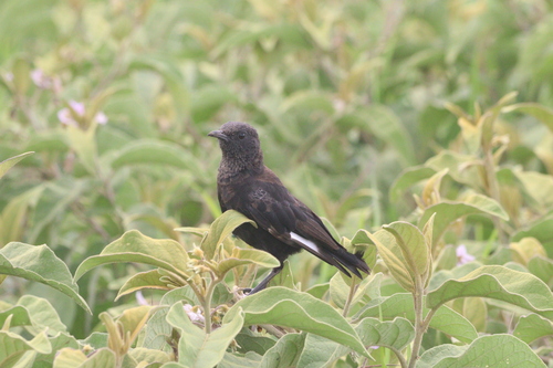 Anteater Chat (Myrmecocichla aethiops), photo 4