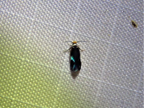 Stigmella resplendensella