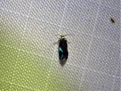 Stigmella resplendensella