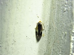 Stigmella resplendensella