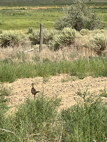 Ring-necked Pheasant