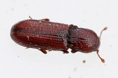 Oxylaemus variolosus