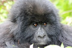 Gorilla beringei