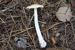 Amanita russuloides