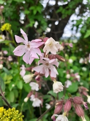 Silene × hampeana