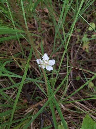 marsh grass-of-Parnassus