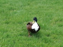 Anas platyrhynchos domesticus