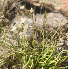 Allium marvinii