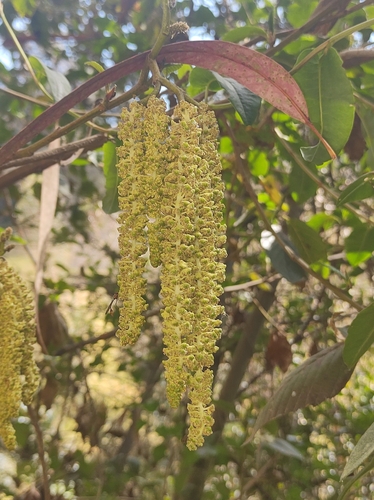 Alnus acuminata, photograph 4